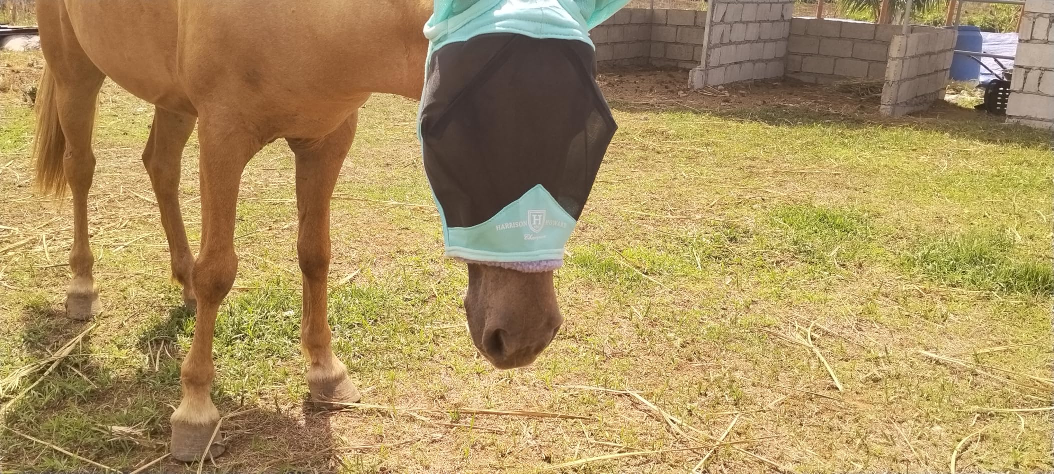 Harrison Howard CareMaster Pro Luminous Horse Fly Mask Large Eye Space Standard with Ears UV Protection for Horse Royal Blue Full Size customer photo 2