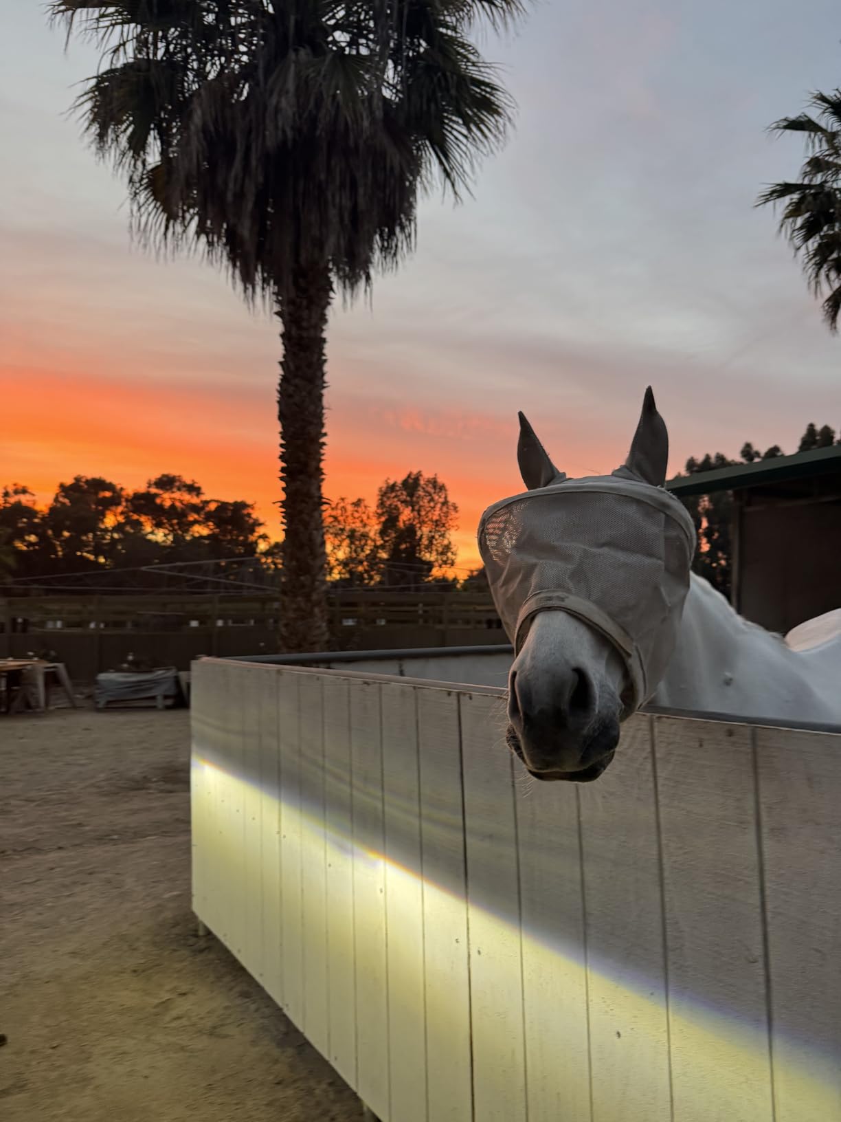 Harrison Howard Maskology Supreme Horse Fly Mask Stellar UV Protection with Detachable Nose Cover Well-Received 2-in-1 Mask Grey L Full Size customer photo 1
