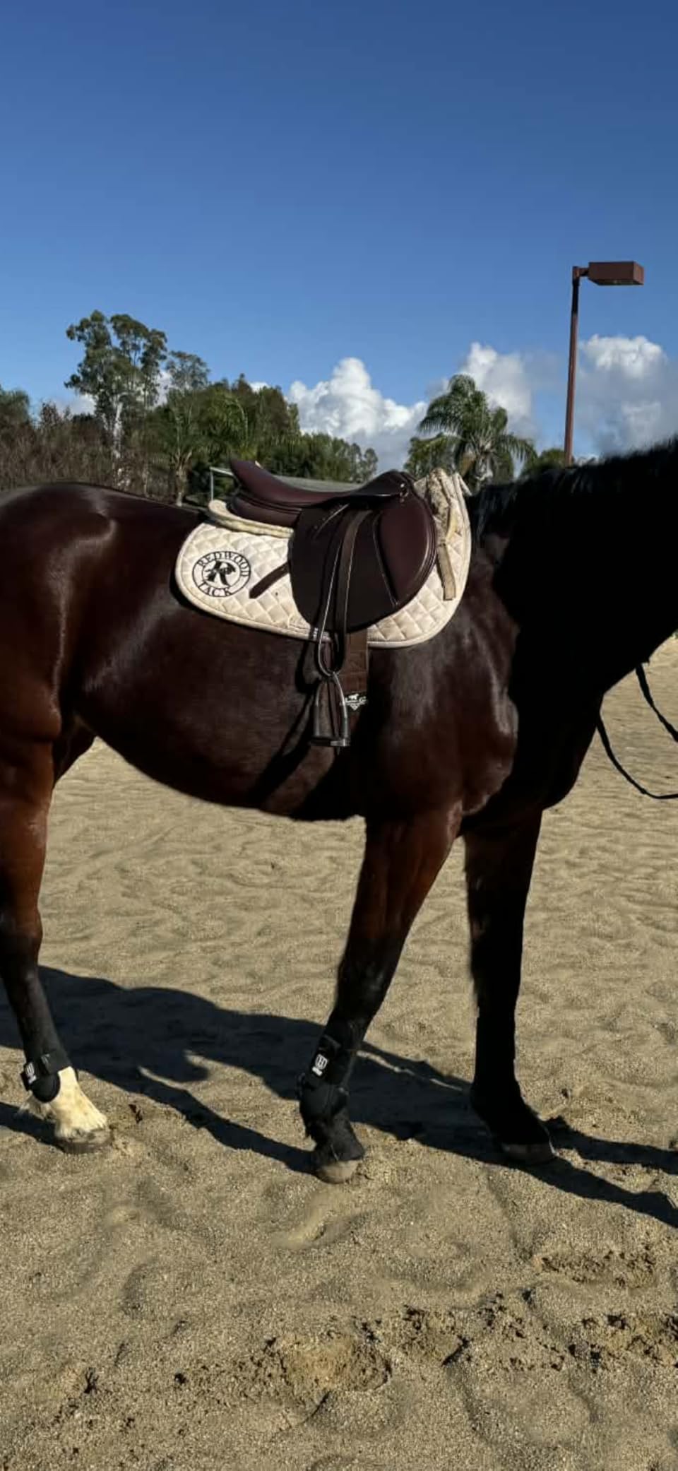 Henri de Rivel Novice Club Close Contact Saddle - Beginner Jumping Saddle with Flatter Seat, Padded Flaps & Knee Rolls customer photo 1