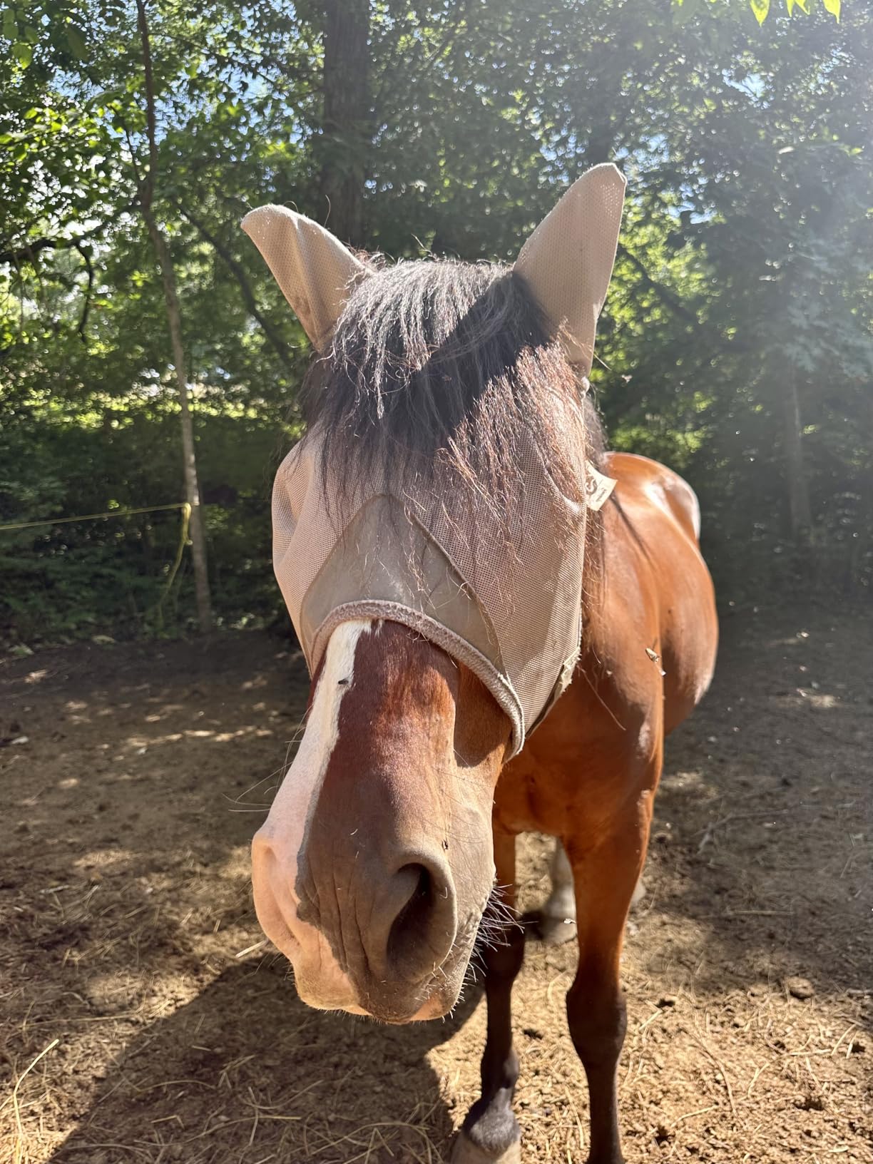 Raelitego Horse Fly Mask with Ears, Breathable Mesh UV Protection (L) customer photo 1