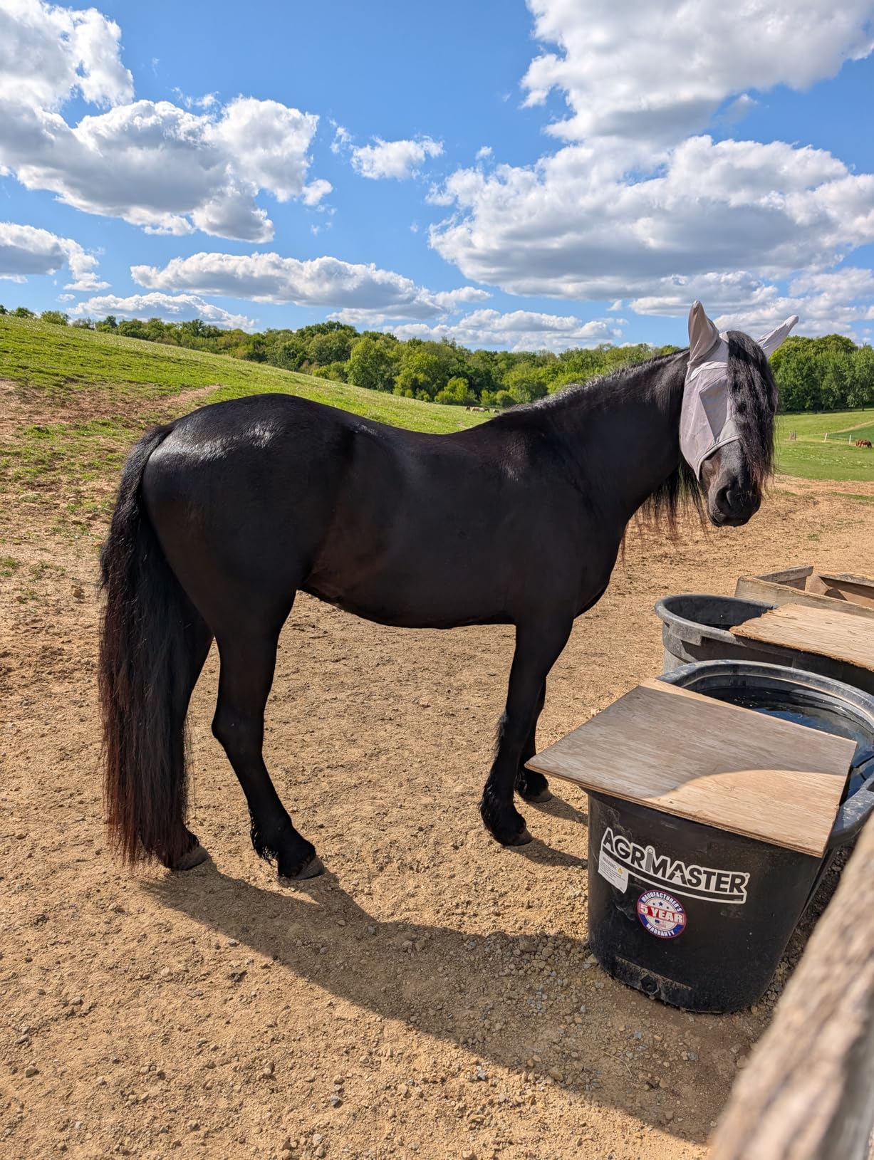Raelitego Horse Fly Mask with Ears, Breathable Mesh UV Protection (L) customer photo 2