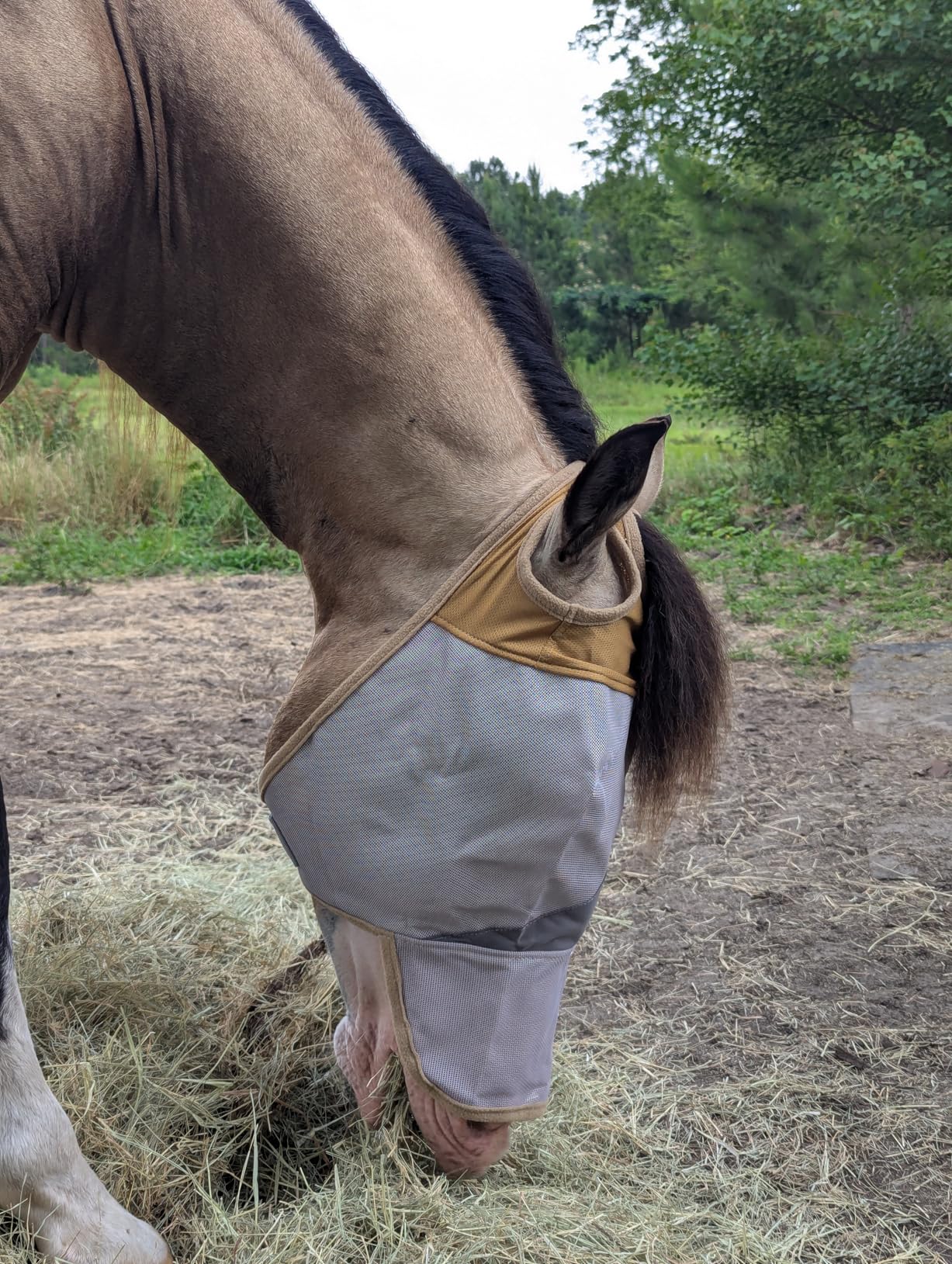 TSZ Horse Fly Mask with Ears and Nose Cover UV Block 70% Breathable Mesh customer photo 2