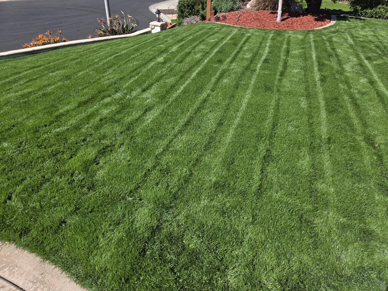 TIECTOWN 2026 Upgrade 16-Inch 15.5 Amp 2-in-1 Electric Dethatcher and Scarifier with 14.5-Gallon Collection Bag, Lawn Dethatcher with 5-Position Depth Adjustment, Keeps Lawn Healthy - Green customer photo 1