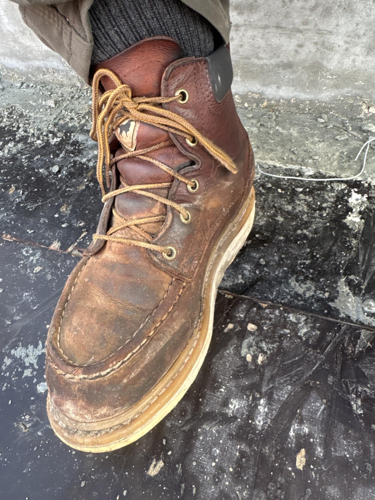 Irish Setter Ashby 6