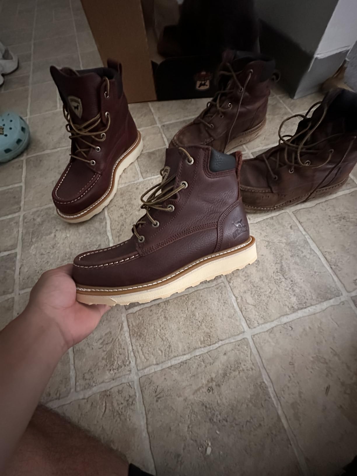 Irish Setter Ashby 6