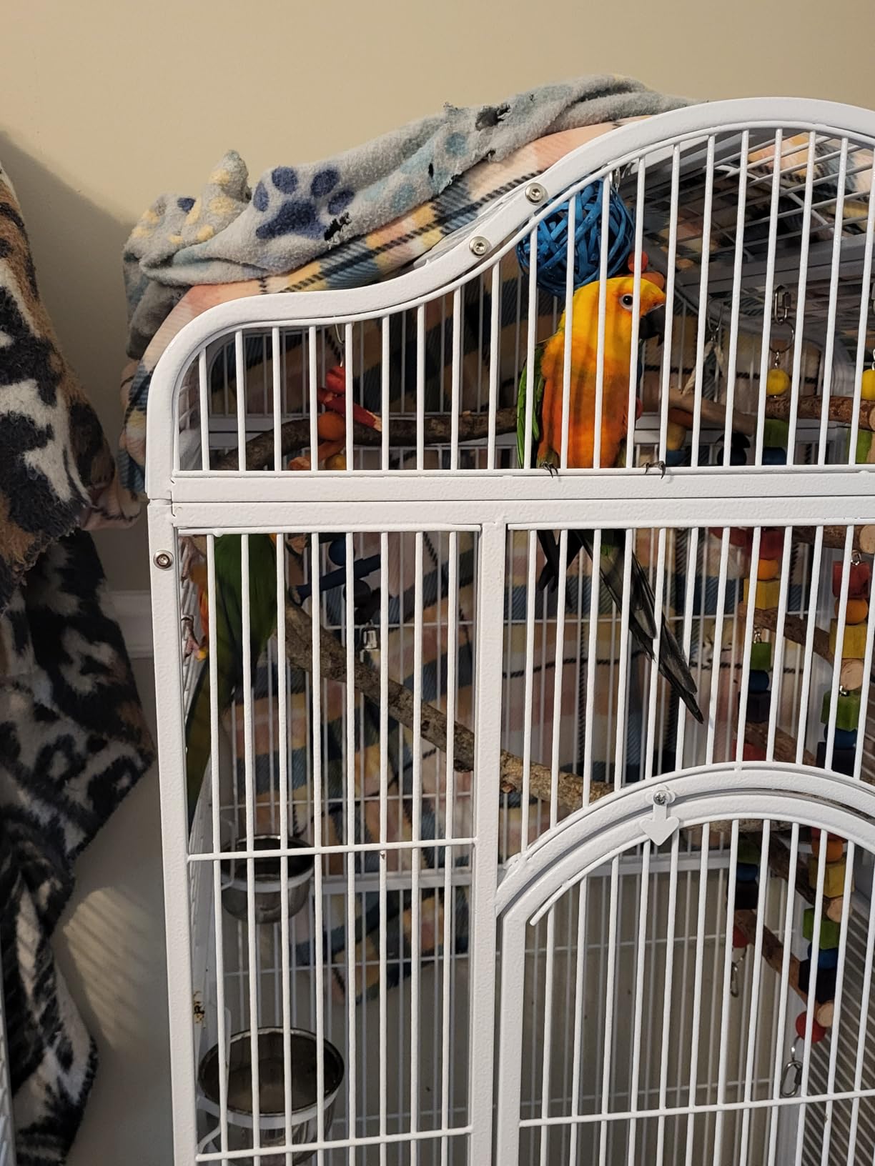 Extra Large Wrought Iron Open/Close Dome Perch Stand Play Top Bird Parrot Rolling Cage Solid Metal Plated Feeder Door Prevent Food Spillage Side Breeding Doors Around Metal Seed Guard customer photo 1
